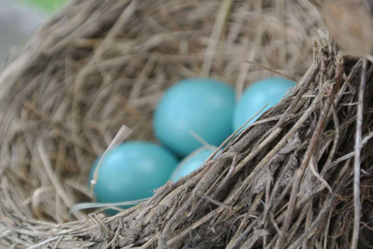 Кошки могут полакомиться яйцами из гнезда. Фото: https://clck.ru/XUSfF