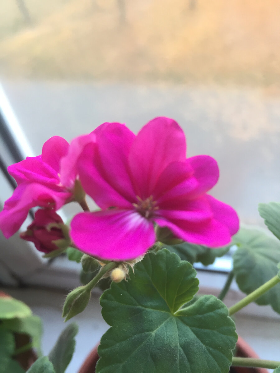 Тоже милота. Тоже сегодня утром фотографировала. Фото из личного архива автора.