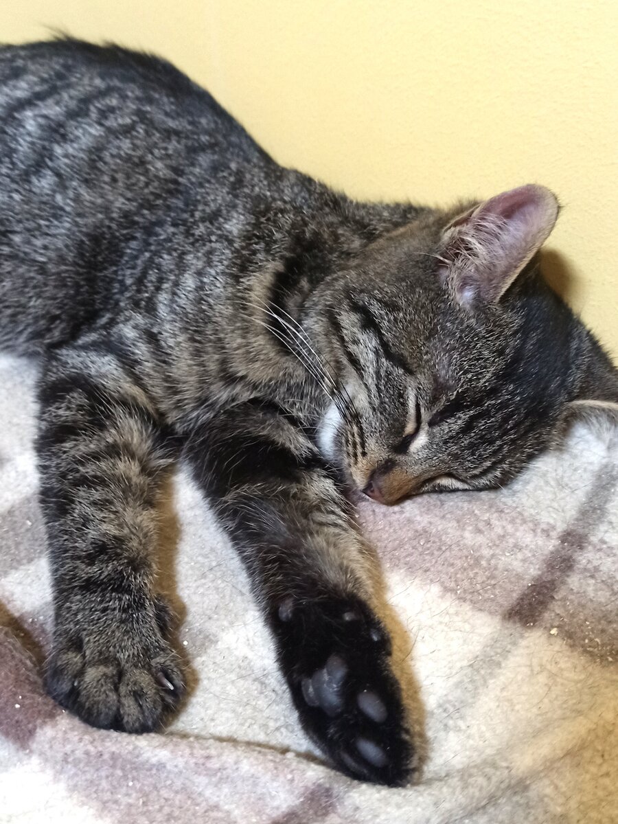 СПб, Приморский р-он

Обратите внимание на полосатенького малыша!

Мальчик Тимоша очень хочет домой! Пока ещё бояка и шипучка, но очень добрый в душе. Вырастет шикарным брутальным котищем. Очень умненький, лоточек освоил, любит играть и почесушки.
Мальчишку вместе со своими сёстрами, замерзающих и голодающих, забрали с улицы. Малыши были осмотрены ветеринаром, проведена первичная обработка от паразитов. Возраст около 3,5 месяцев.

Кто готов подарить малышу дом и семью?
Скорее звоните/пишите 89618004892 Юлия и приходите знакомиться!
Пристраивается только к взрослым самостоятельным людям по договору передачи животного с ненавязчивым отслеживанием дальнейшей судьбы.