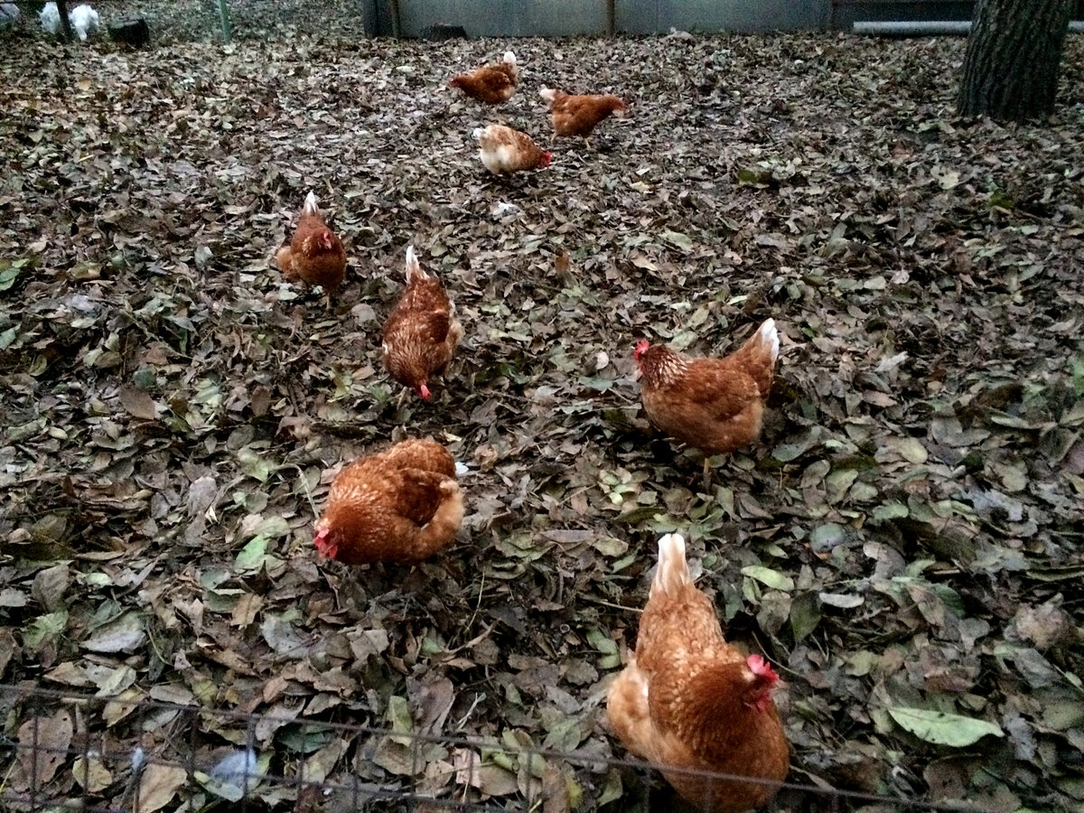 В жару куры плохо несутся. Куры не несутся. Куриный бизнес. Не заводите кур. Свинья в курятнике.