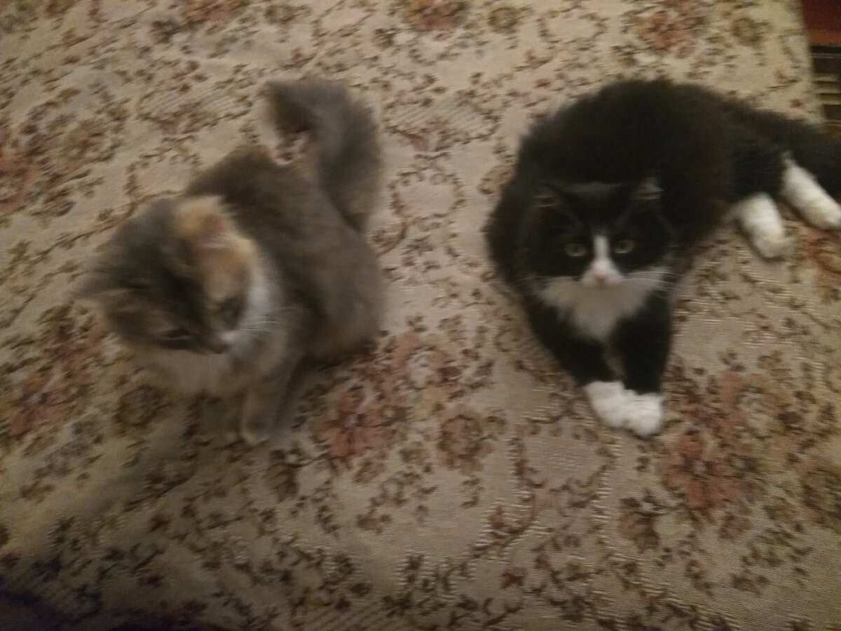 Мои котейки, 2018 год