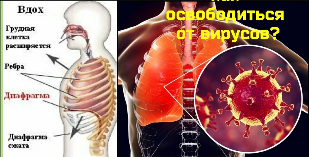 Упражнения на грудь, как быстро накачать грудные мышцы: видео - Чемпионат