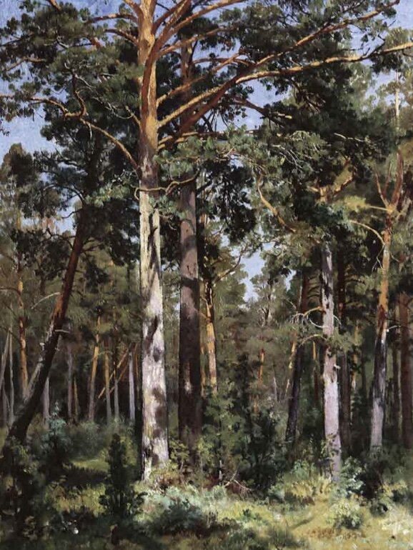 Название картины: «Бор в Сестрорецке» 1889 