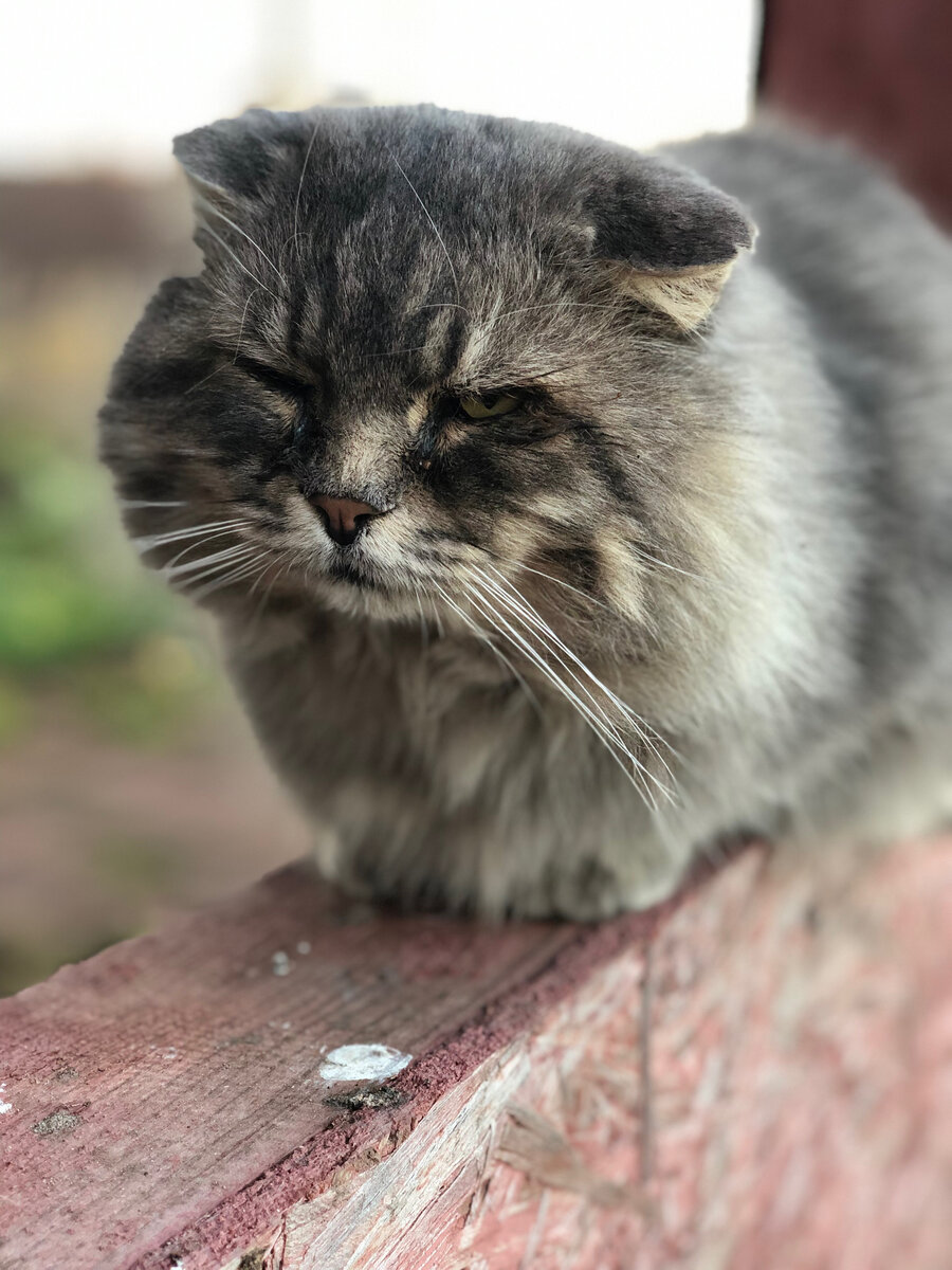 Сколько, сколько я стою? Везде фото автора. 