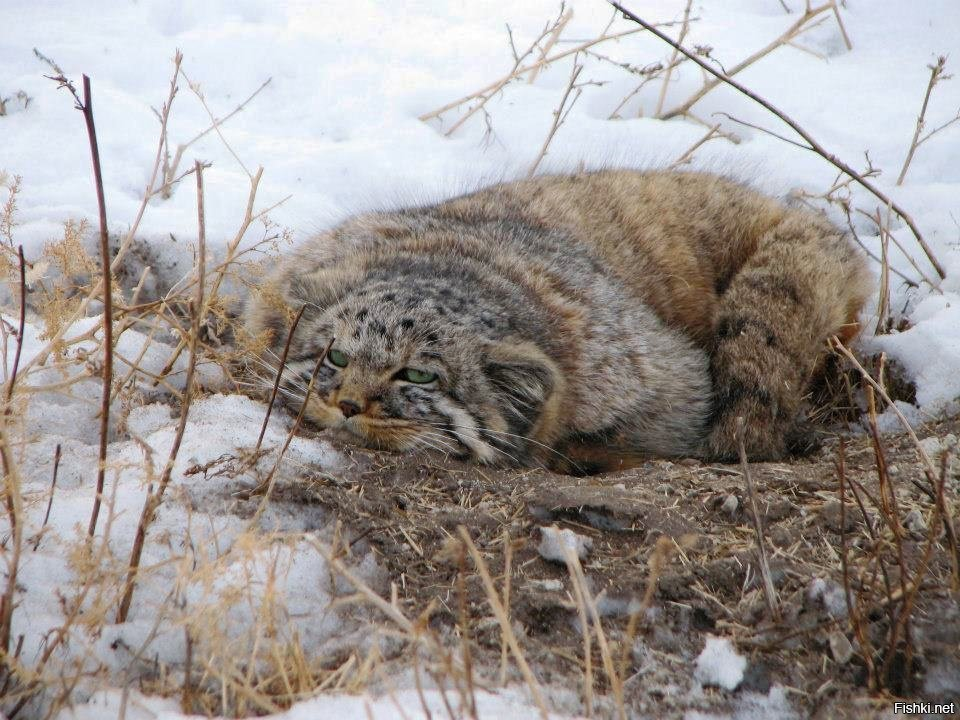 Животные, которых могут не застать наши внуки. Какие русские звери находятся на критической грани вымирания?5