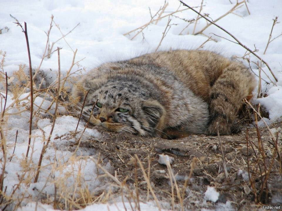 Охота при которой окружается место. Кот Манул. Степной Манул. Сибирский дикий кот Манул. Манул Забайкальский.