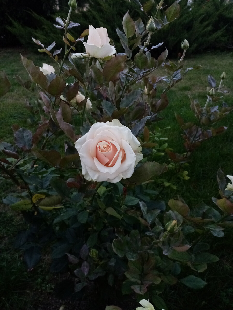 Фотография автора