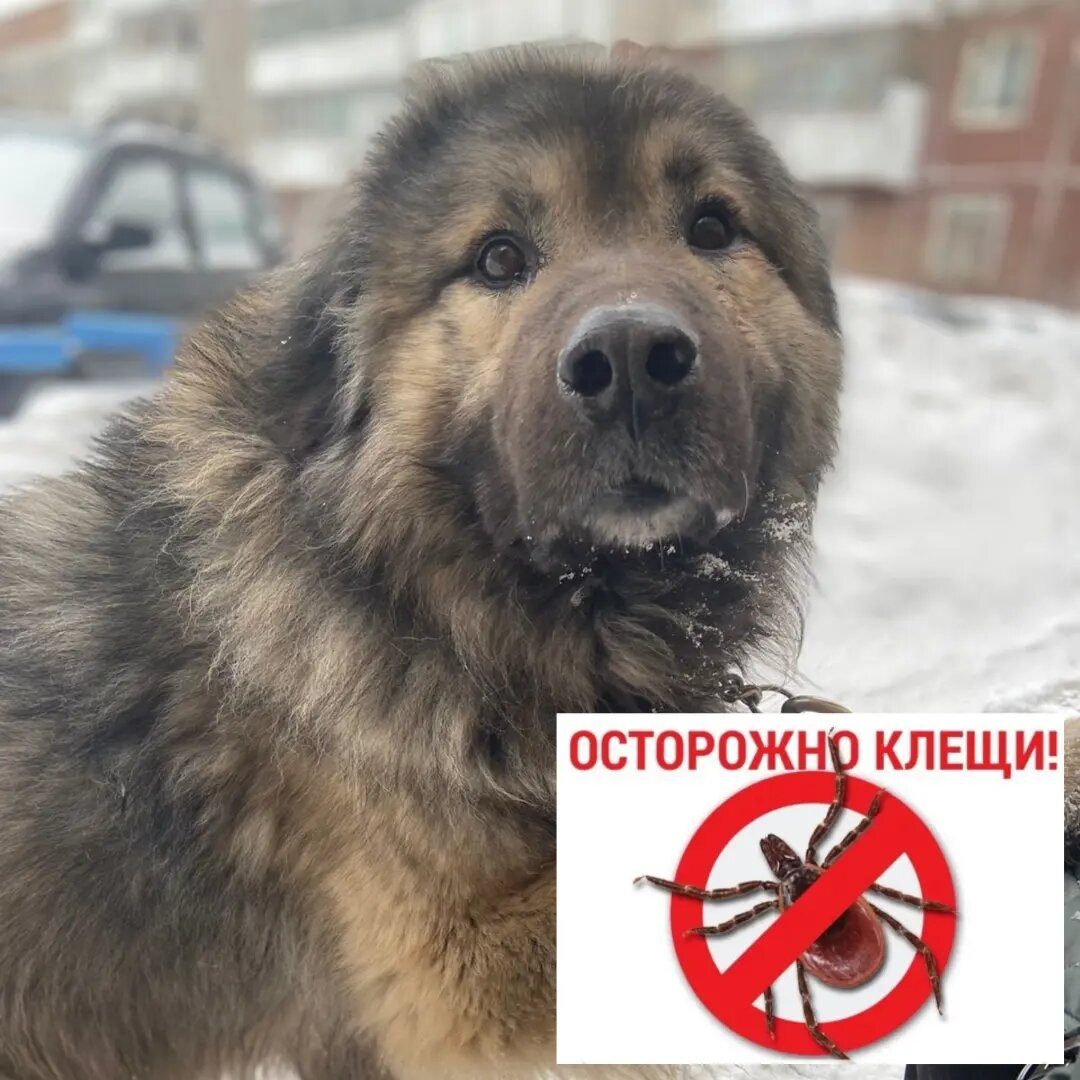 Леон, он же Лёня