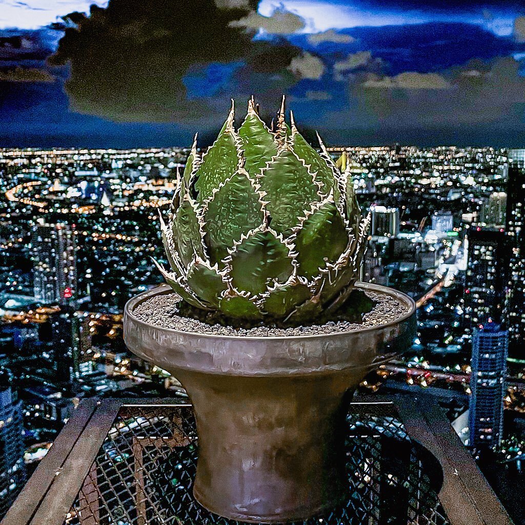 Agave Horrida @sky_of_cactus