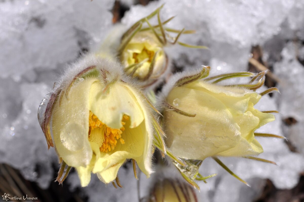 Прострел раскрытый (Pulsatilla patens L.) Фото Светланы Усановой