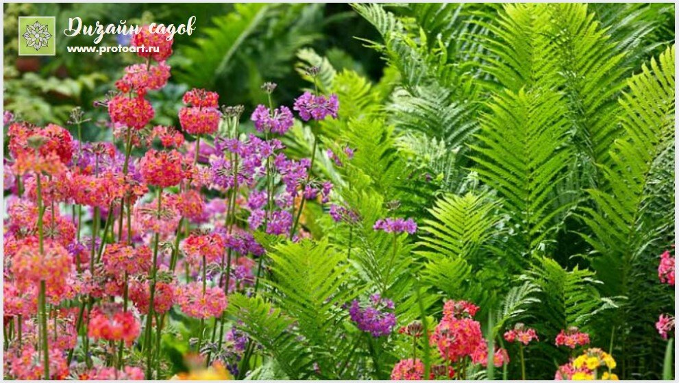 Удивительное сочетание растений для почв с высокими грунтовыми водами: примулы канделябры и папоротники.