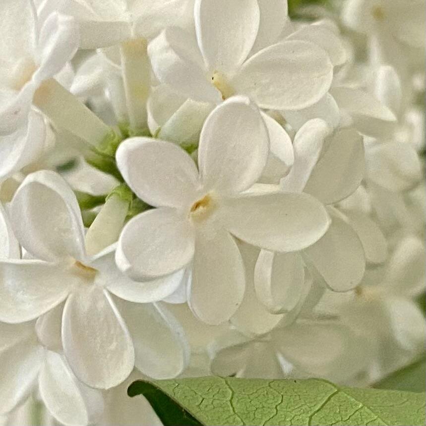 Пятилистная