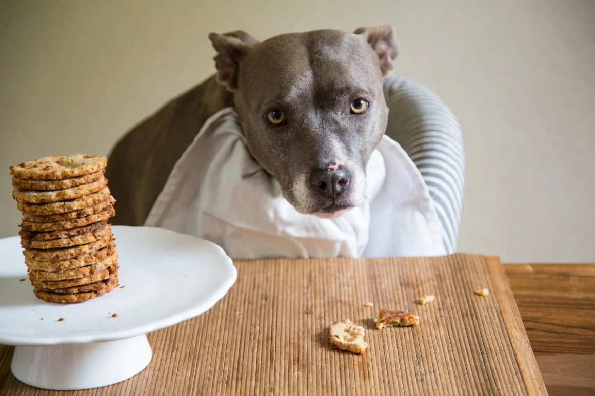 Dog Biscuits