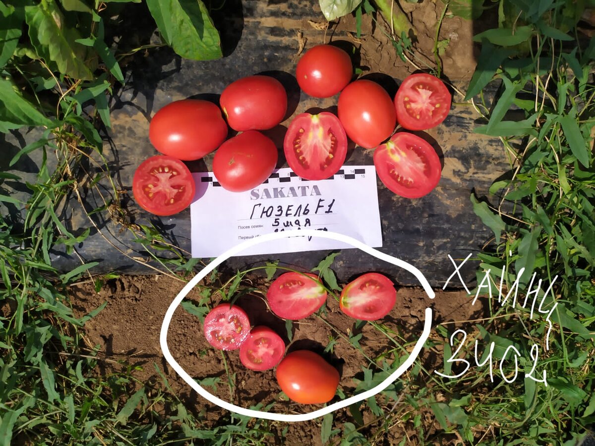 Гюзель F1 в поле нашего клиента рядом с Хайнц 3402