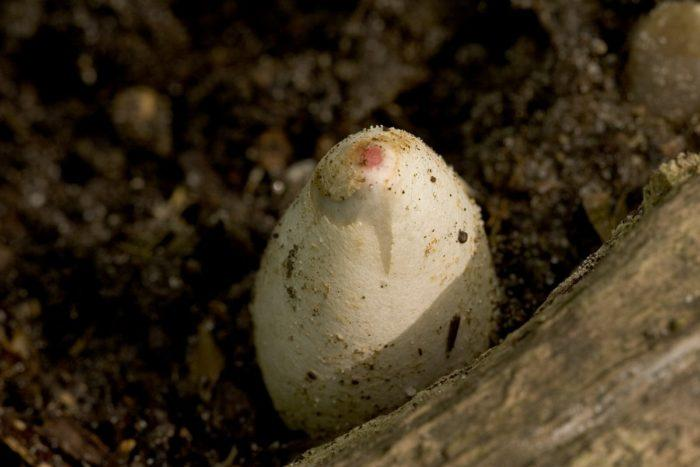 "Яйцо" мутинуса (на самом деле это молодое плодовое тело). Вот из такого яичка со временем вылезет наш мутинус - "палочка с головкой"