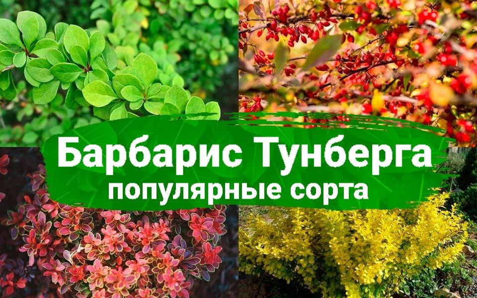Барбарис Тунберга - растения невероятной красоты и минимального ухода