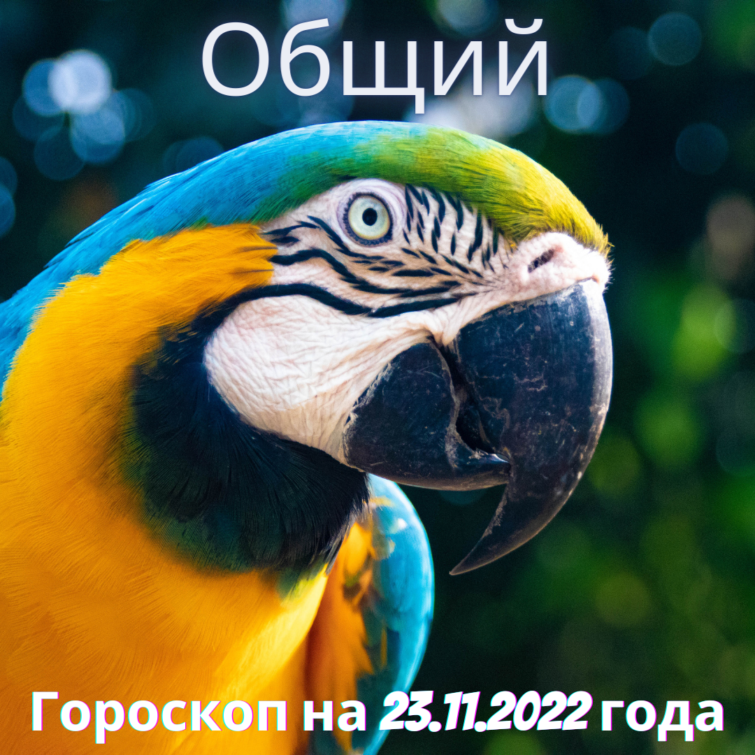 Гороскоп для всех на среду, 23 ноября 2022 года.