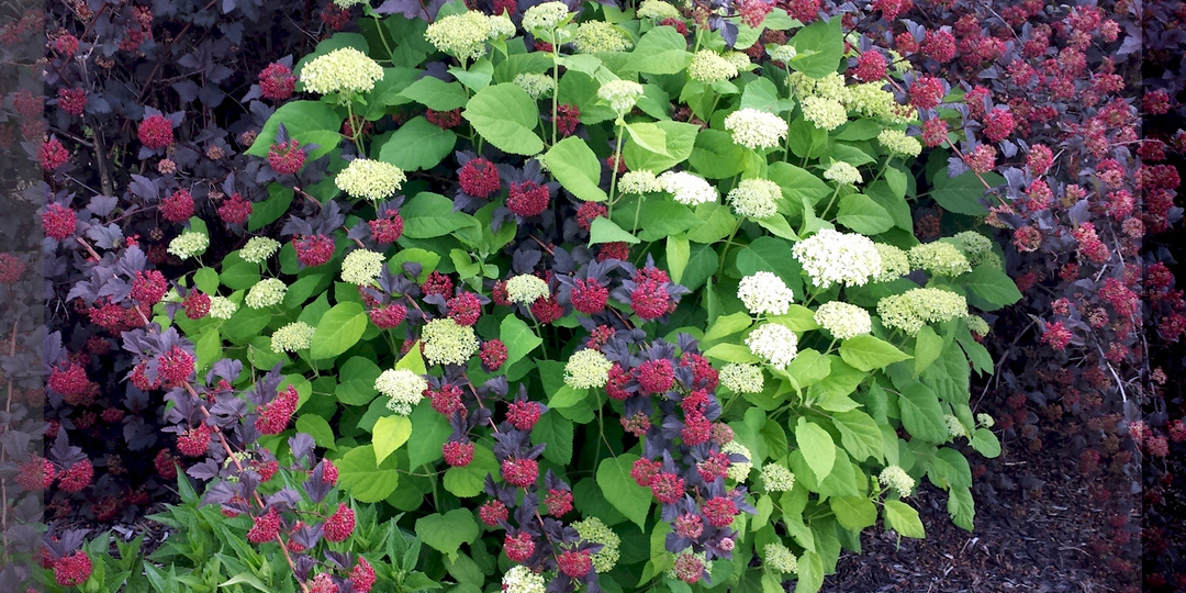 Лучшие соседи для гортензии: растения, которые составят лучшую компанию и подчеркнут красоту гортензий