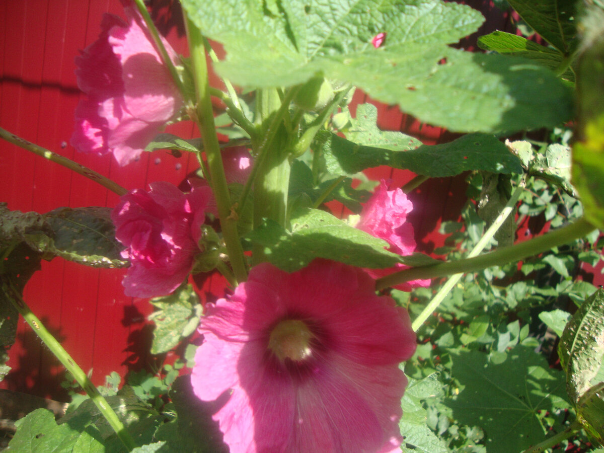 мои сельские мальвы