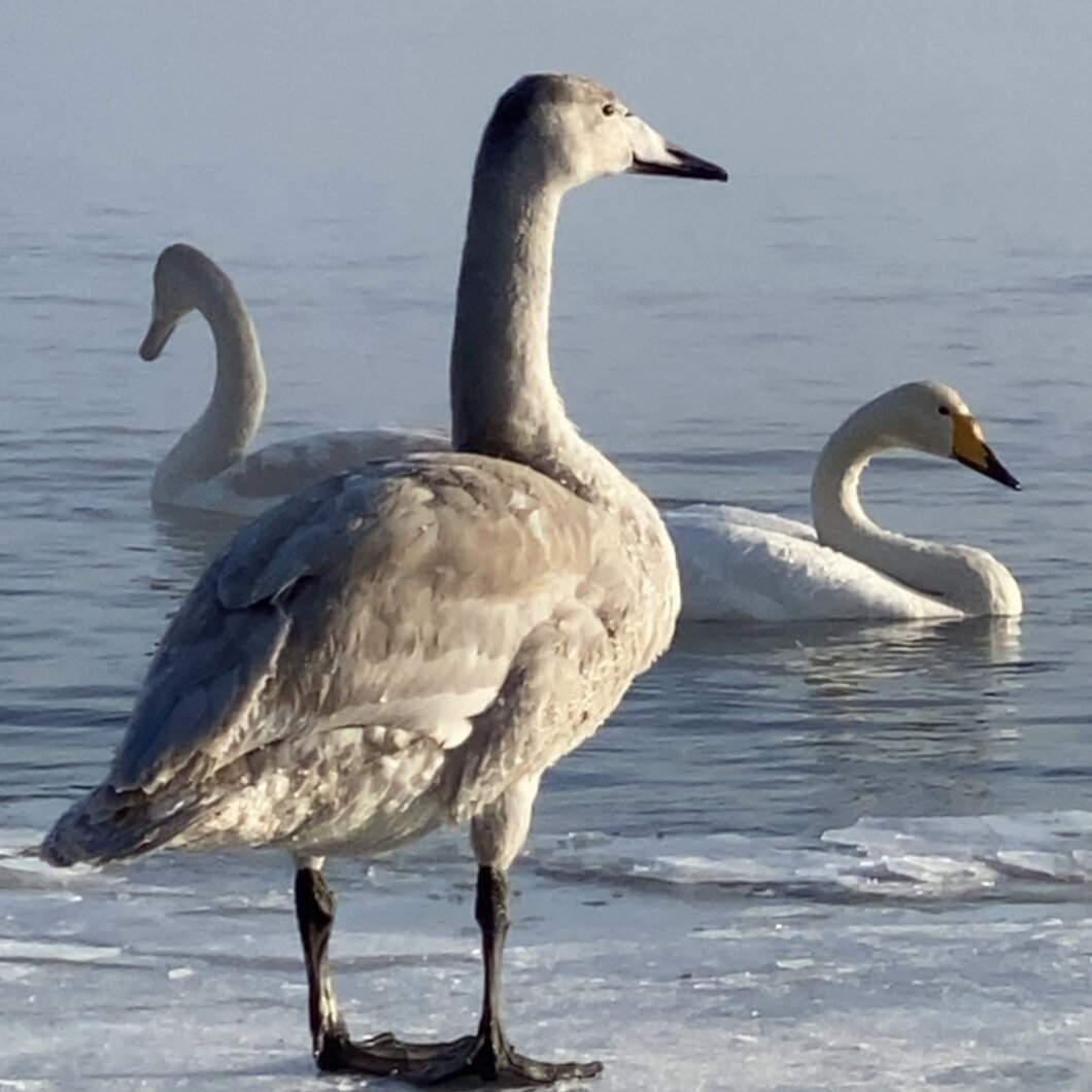Лебеди-кликуны на реке Бия, декабрь