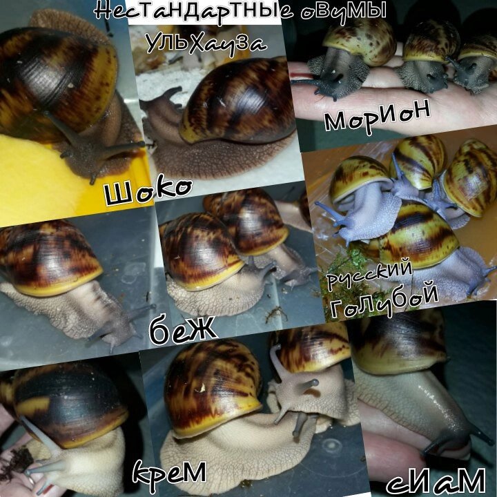 Ножки всех цветов