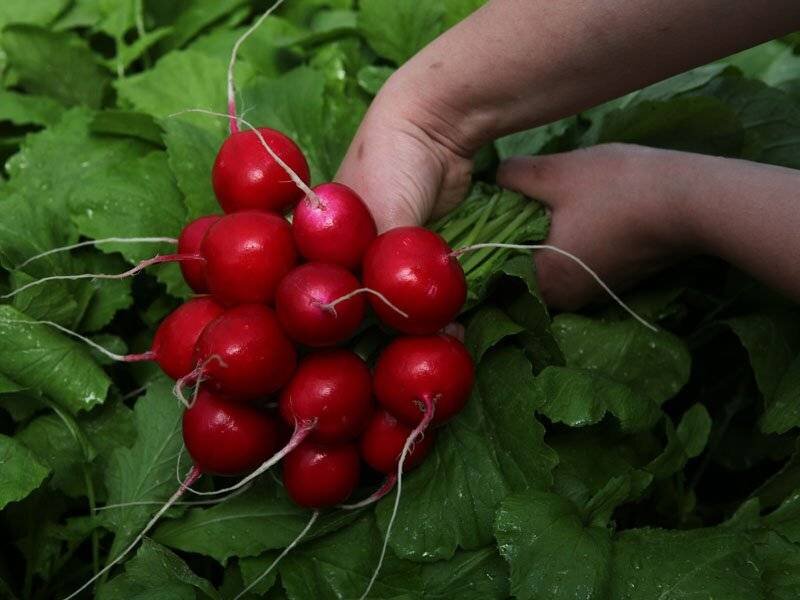Какой редис лучше. Редис Меркадо. Редис дунганский. Редиска семена лучшие сорта для открытого грунта. Редиска голландские сорта.
