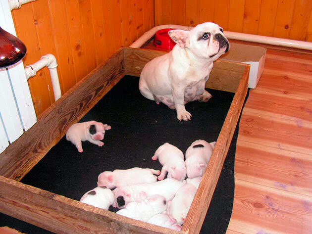        French bulldog birth  - YouTube