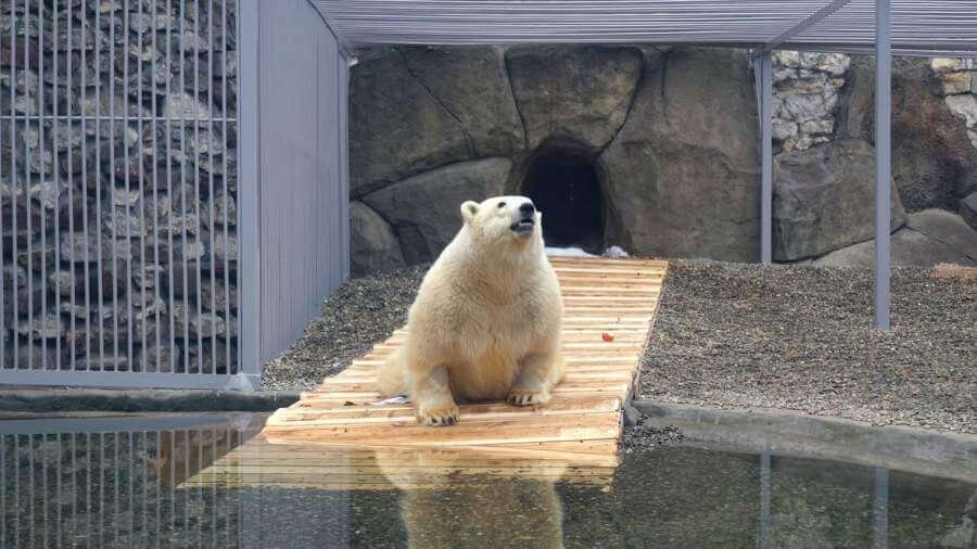    Фото: пресс-служба Московского зоопарка