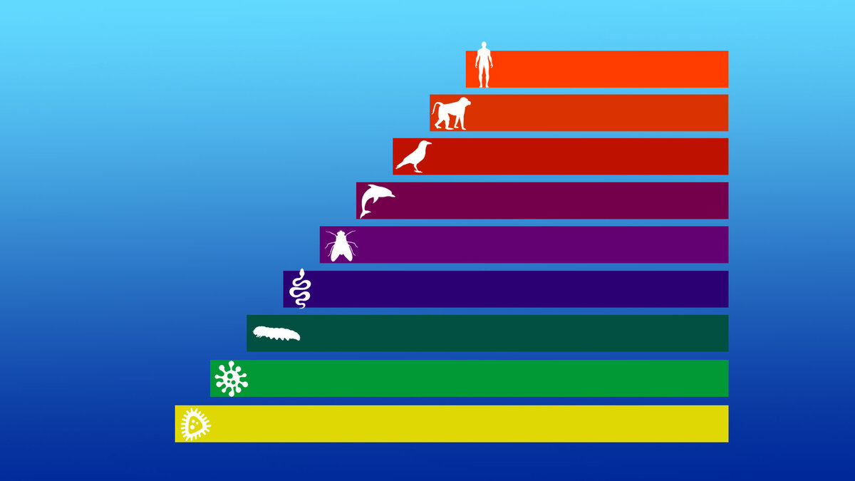 ступени развития существ