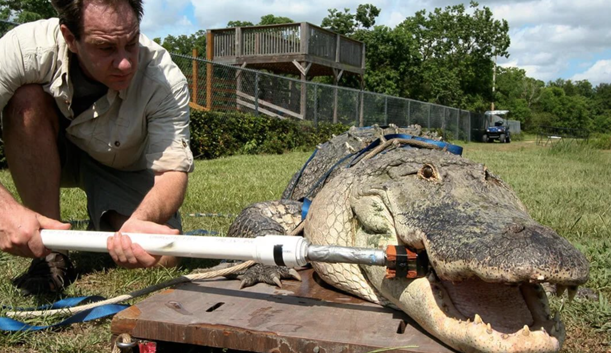 Сколько атмосфер укус. Гребнистый крокодил сила укуса. Самый большой крокодил. Челюсть крокодила.
