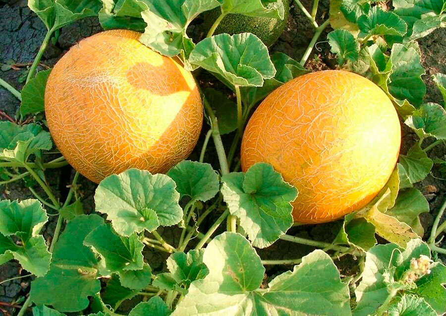 источник изображения: yandex