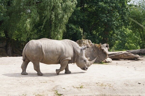 Белый носорог. Источник: https://pixabay.com/photos/white-rhino-rhino-pachyderm-horn-3495306/