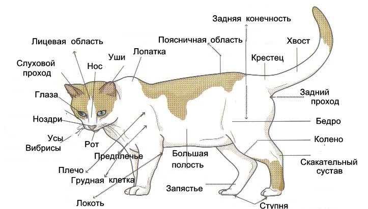 Расположение вибриссов у кошек