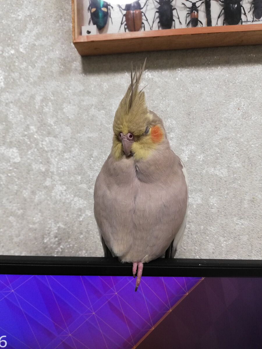  Пепси в период болезни. Фото автора.