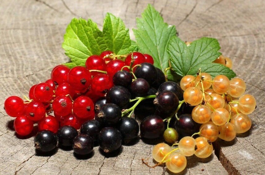 Смородина разных сортов