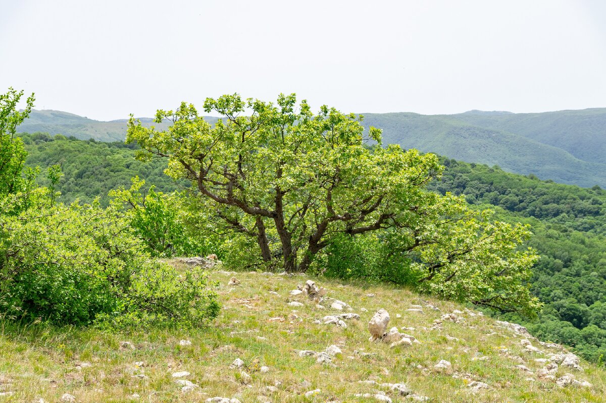 1. Начинаю спуск с горы Бойка. На кромке обрыва местами растут лиственные деревья. Вдали видны гора Бедене-кыр (Перепелиная) слева и Ат-баш (Голова коня) справа.