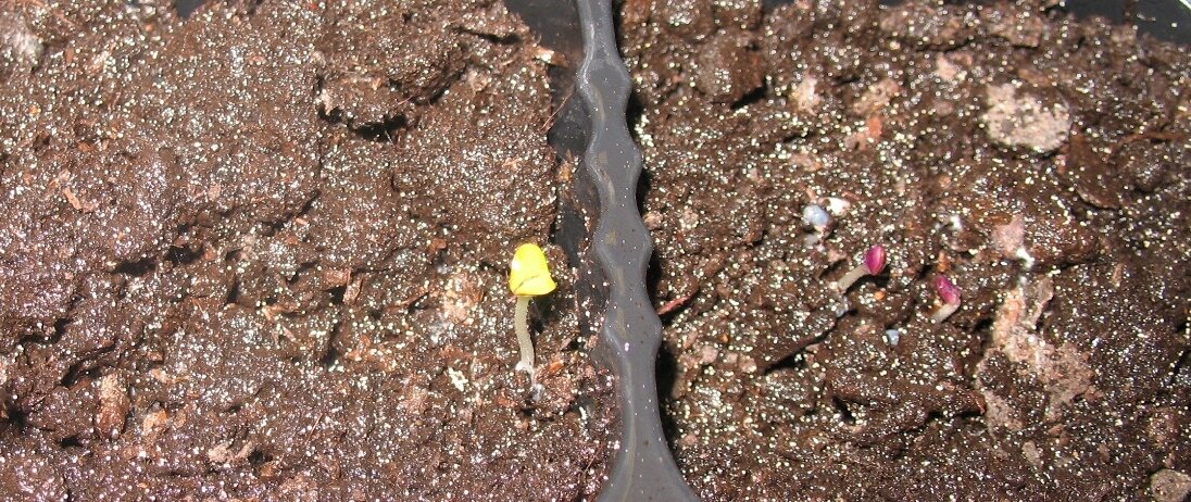 Слева тоже базилик, странно, но по цвету разные, хотя из одного пакета.