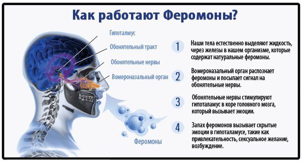 Феромоны говорят иначе