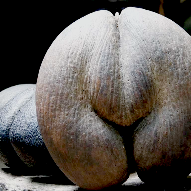 морской кокос, coco de mer или двойной кокос