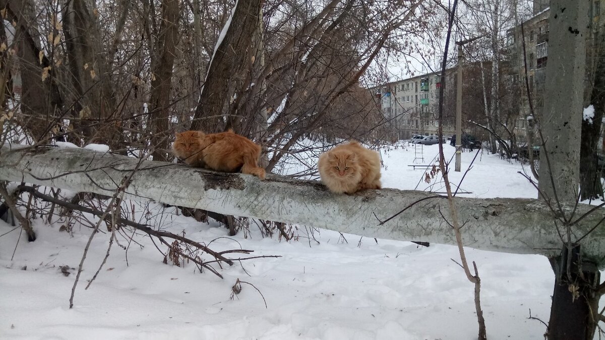 Мать и сын?