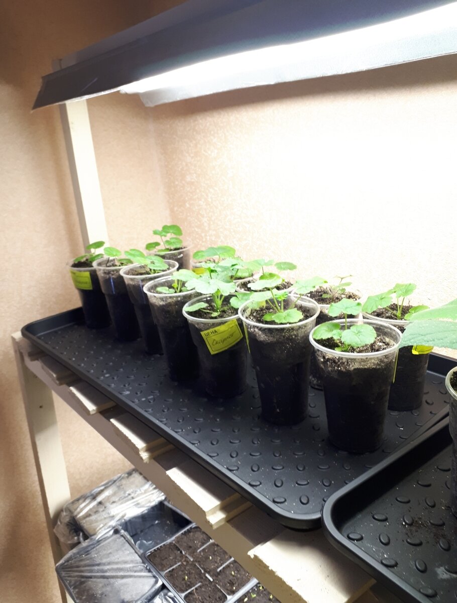 Поддоны для обуви на моем стеллаже.