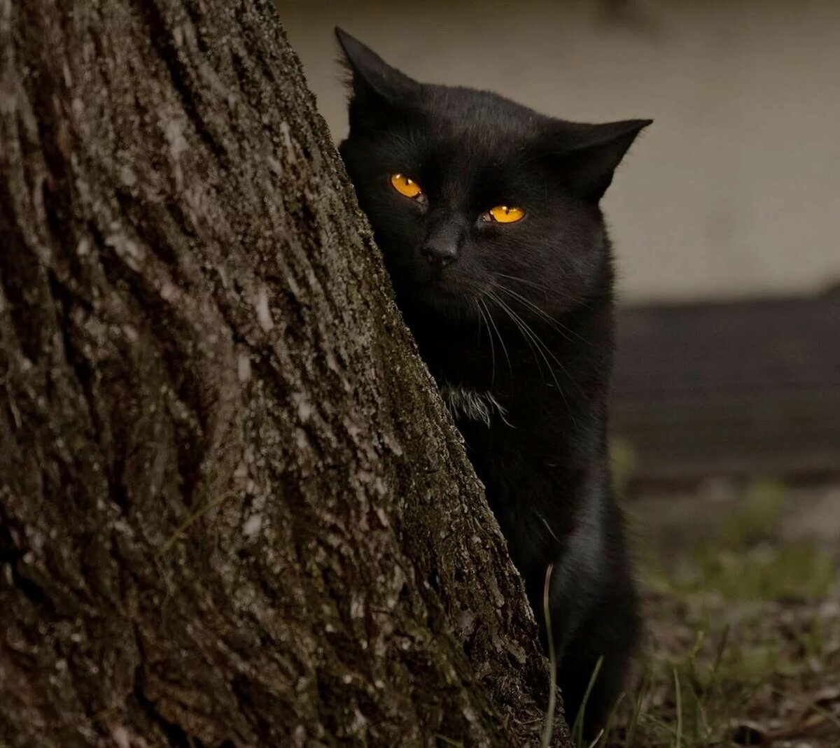 Из открытых источников интернета.