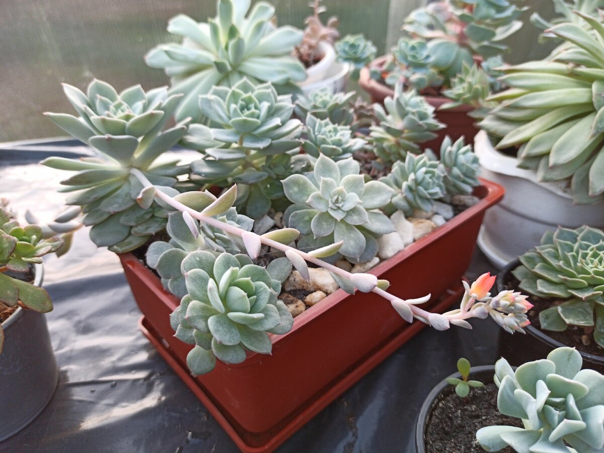 Цветение моей эхеверии