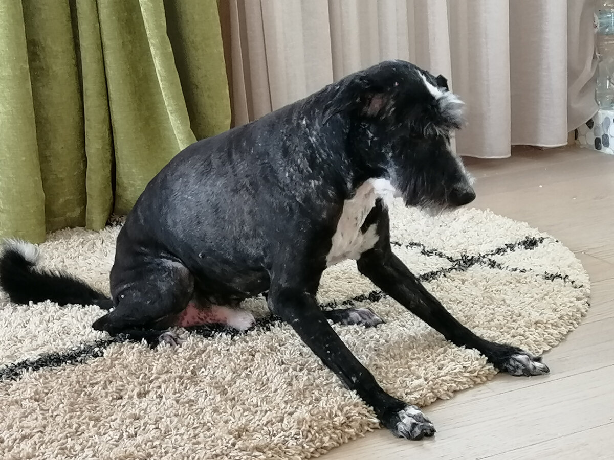 Такая вот упитанная сарделька теперь живёт с нами. Фото своё, конечно, как и другие