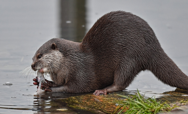 Выдра в дикой природе.
