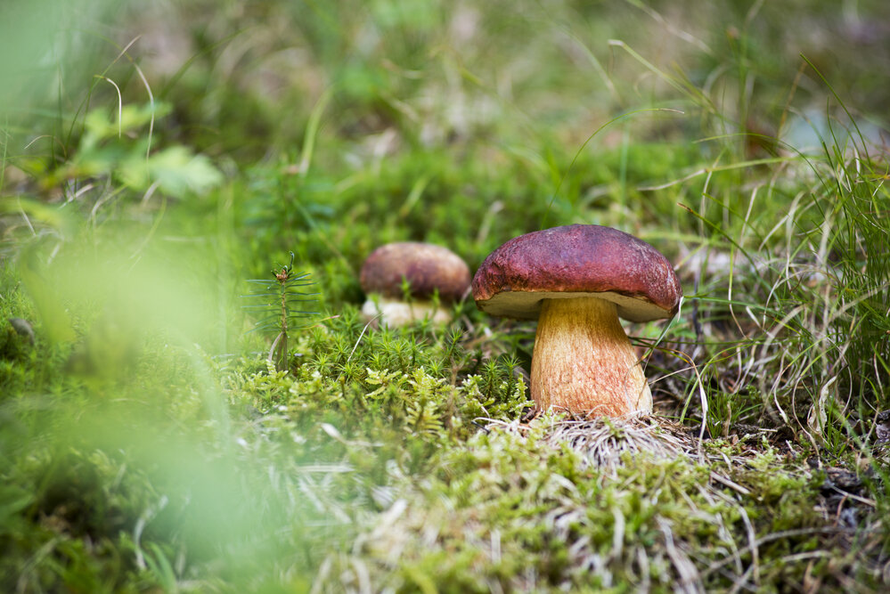Через сколько дней появляются грибы после дождя и как быстро они растут