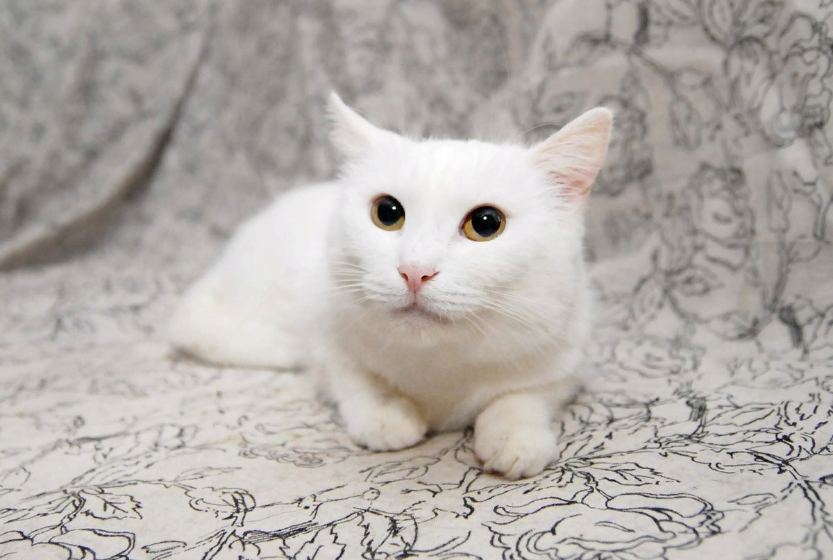 Старая белая кошка. Као мани метис. Европейская короткошерстная кошка белая. Као-мани кошка. Белый котик.