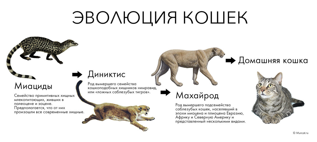 Домашние кошки: откуда они пришли?