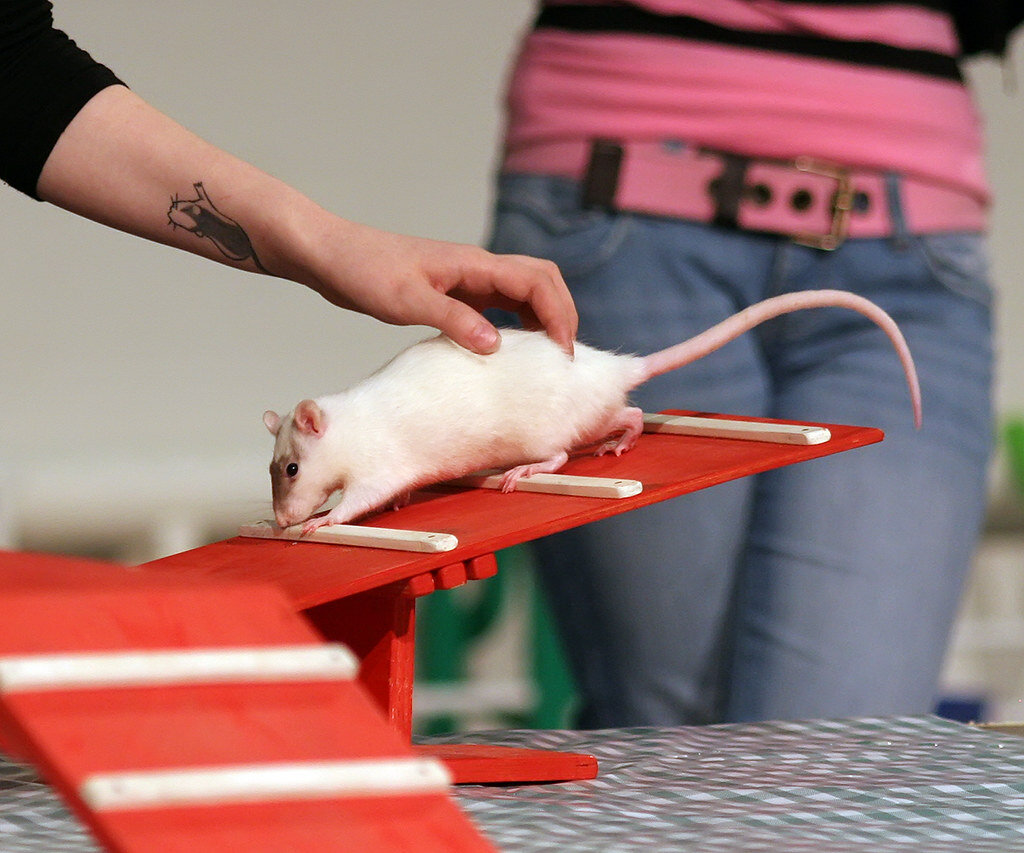 Преодоление препятствий