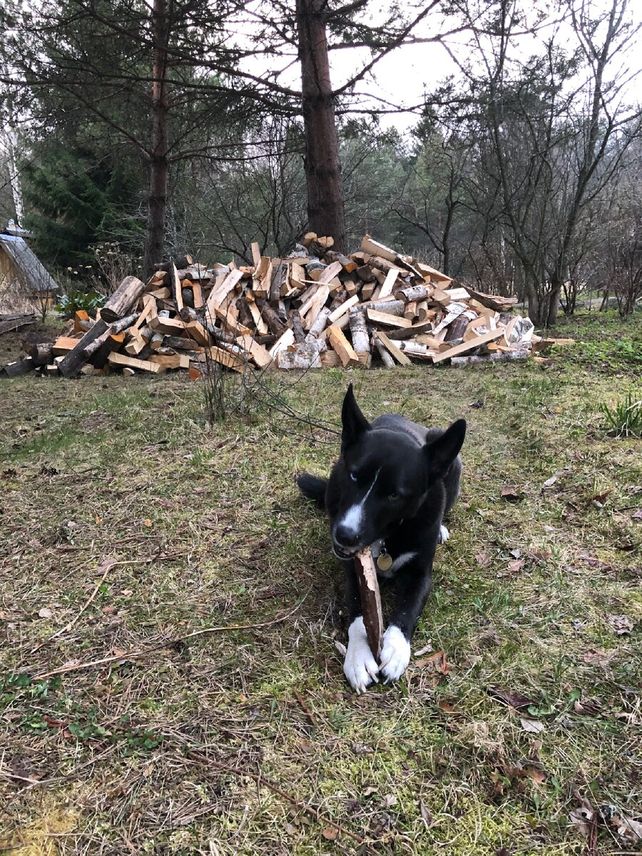 Хозяин бери ещё эти дрова Огонь
